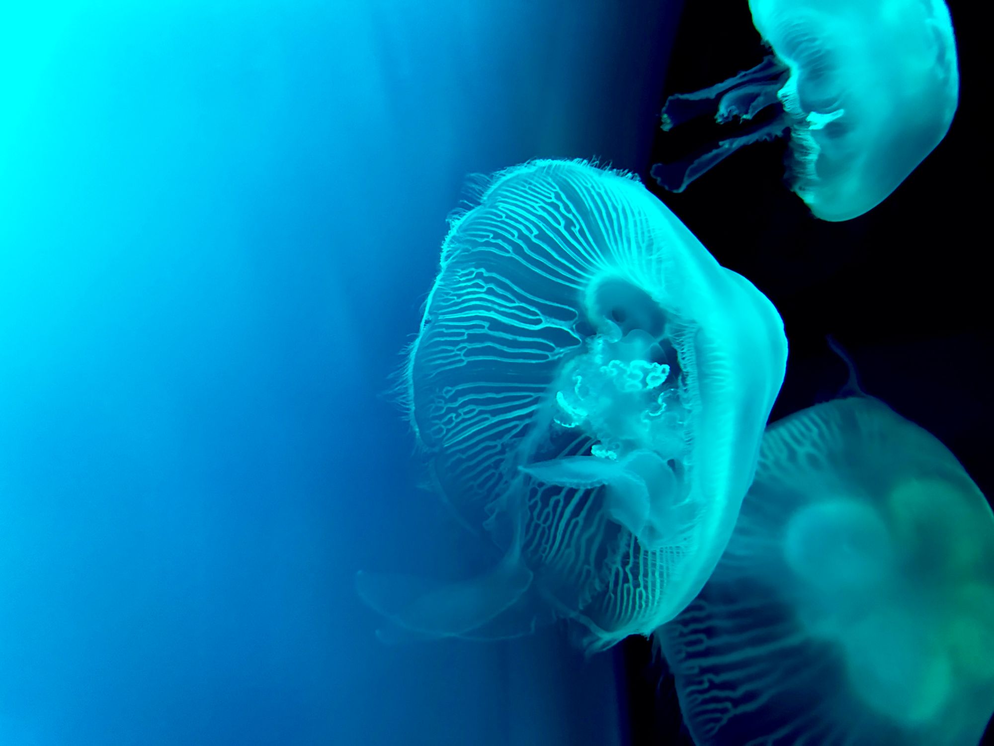 A jellyfish in a tank