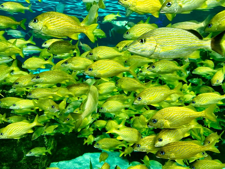 A school of yellow-green fish